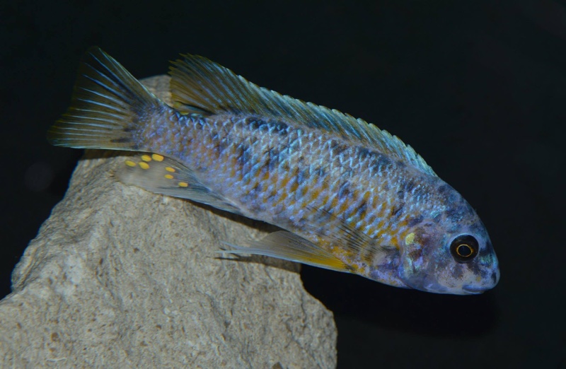 Labeotropheus fuelleborni 'Chinyankwazi Island'